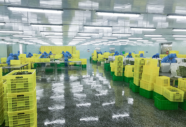 100% świeżego mrożonego puree z czosnku w granulkach