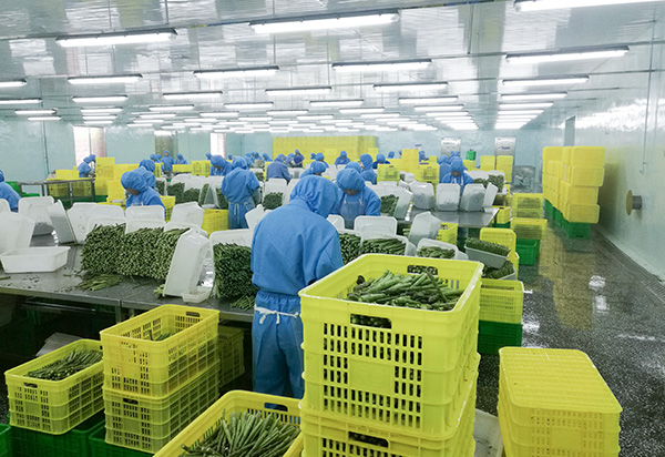 4_0000_粗加工 — Surowa produkcja