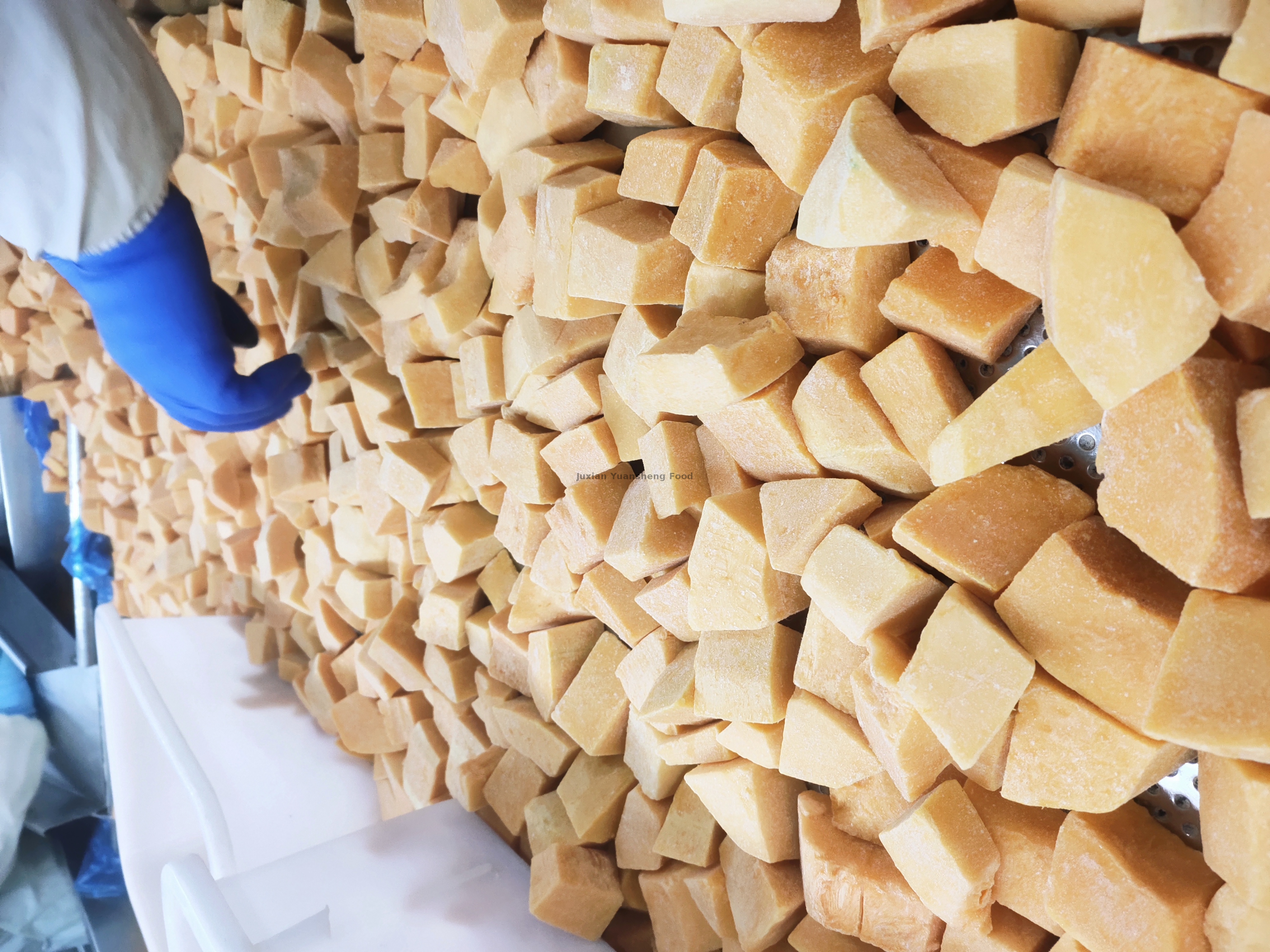 dynia 2 (3) - 副本