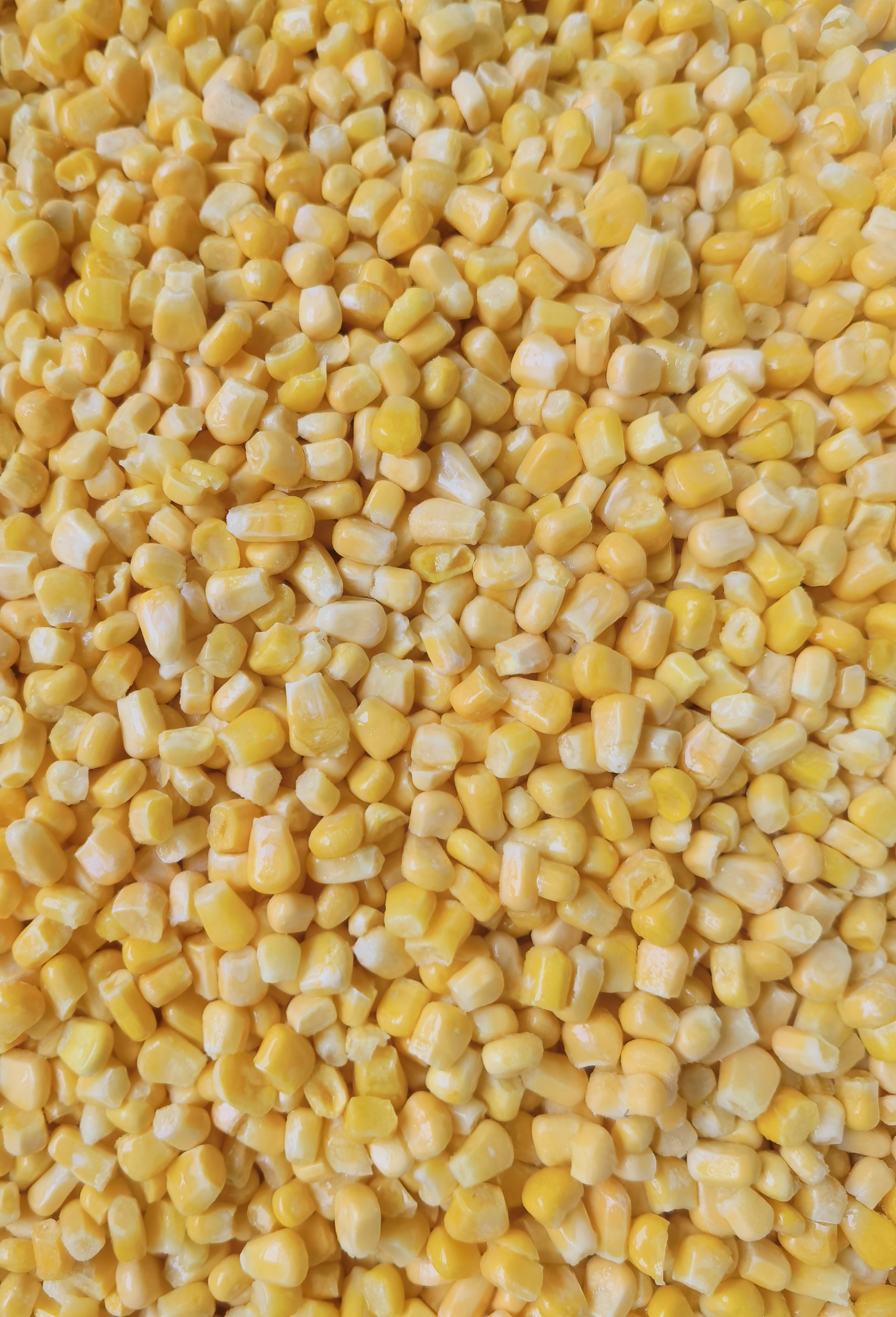 słodka kukurydza (1)